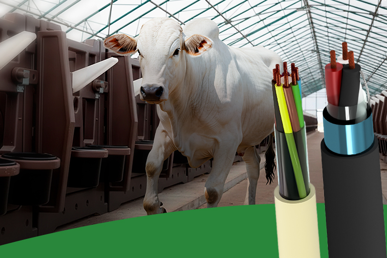 Animal em sistema de alimentação automatizado em instalação agrícola. Na frente, cabos elétricos e cabo agronegócio usados no monitoramento de consumo.